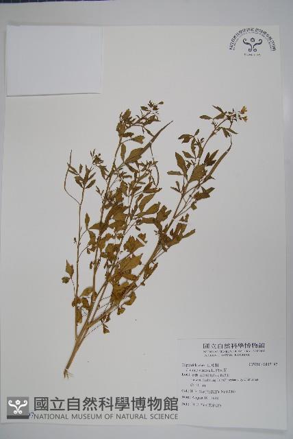 向天黃藏品圖，第1張