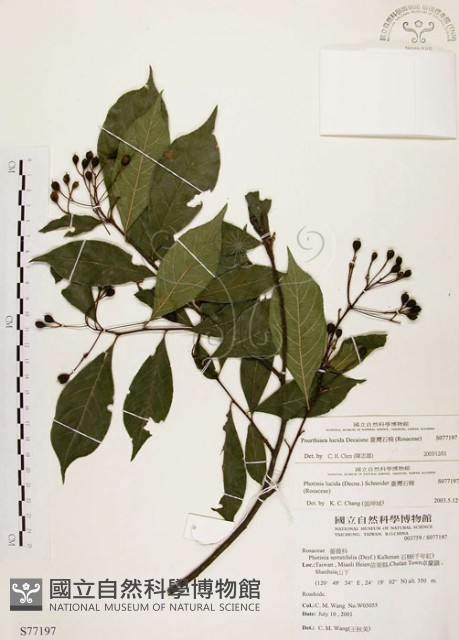 臺灣石楠藏品圖，第1張