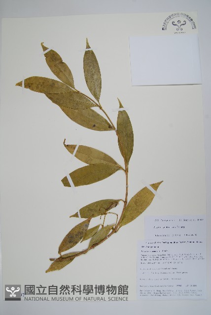 長序鏈珠藤藏品圖，第1張