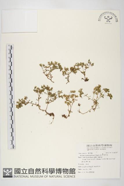 水辣菜、禺毛茛藏品圖，第1張