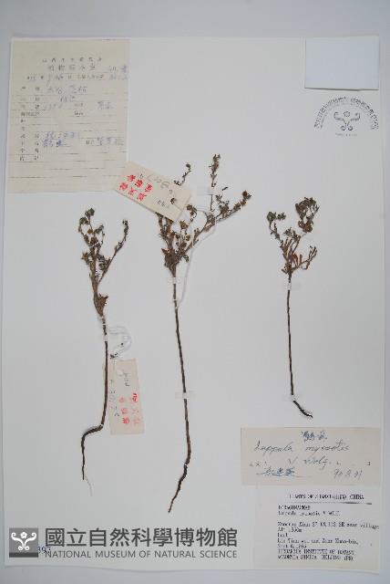 勿忘草狀鶴蝨藏品圖，第1張