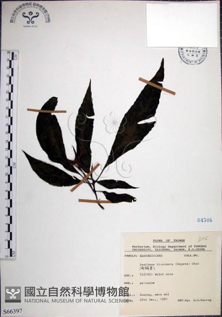 角桐草、台灣半蒴苣苔藏品圖，第1張