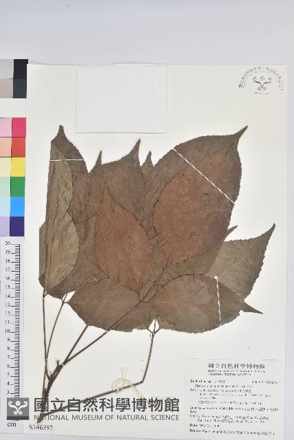 茄苳、重陽木藏品圖，第1張