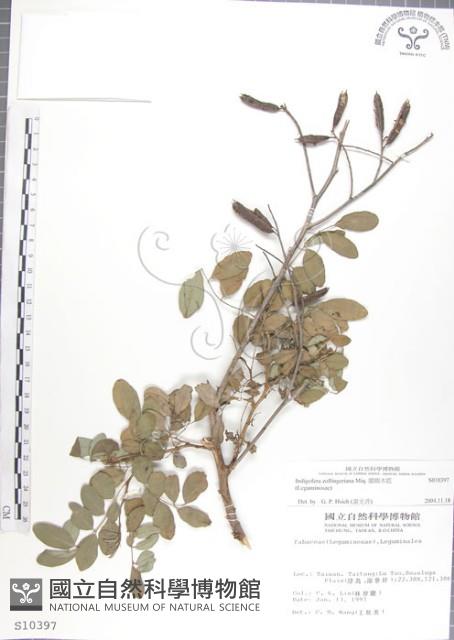 尖葉木藍藏品圖，第1張