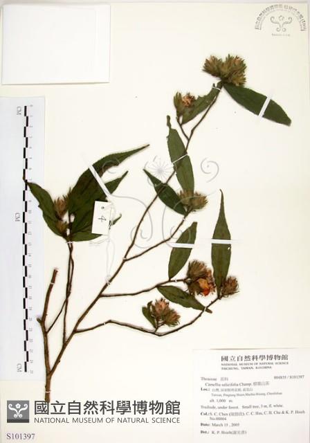 柳葉山茶藏品圖，第1張
