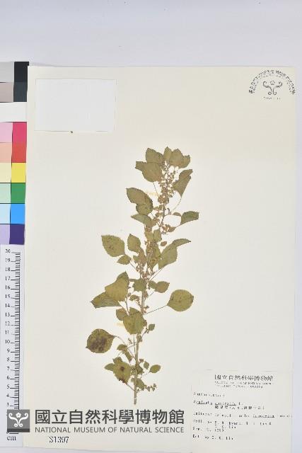 鐵莧菜藏品圖，第1張