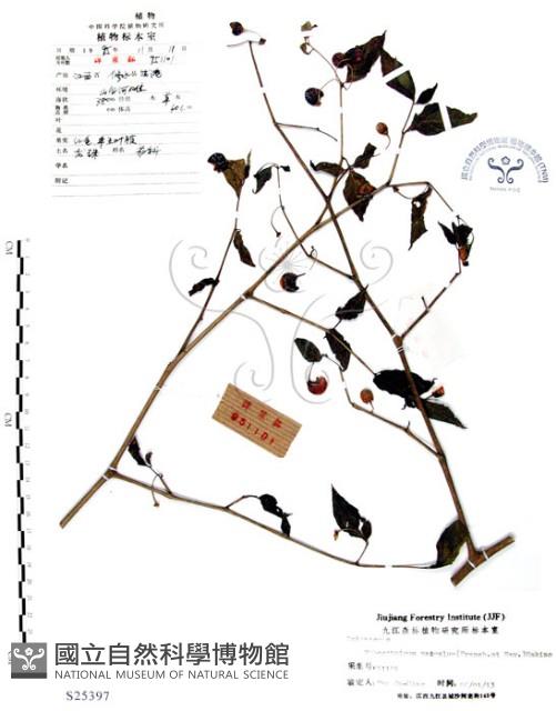 龍珠藏品圖，第1張