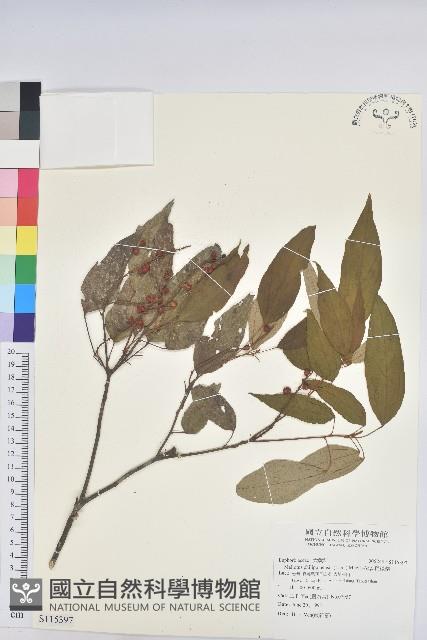 粗糠柴藏品圖，第1張