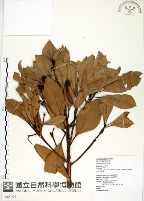 大葉楠藏品圖，第1張