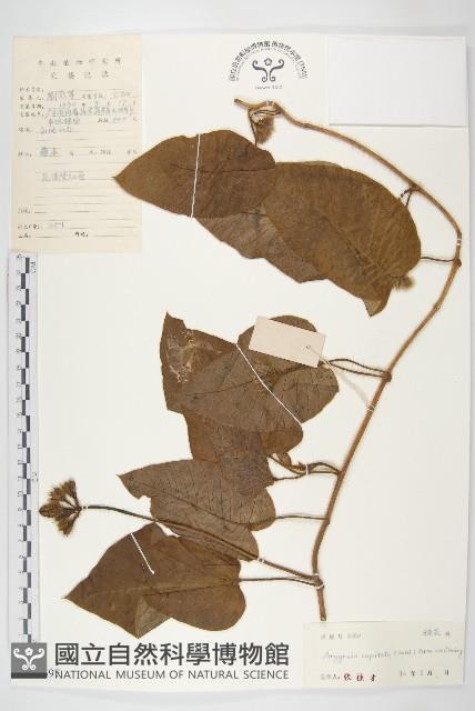 頭花銀背藤藏品圖，第1張