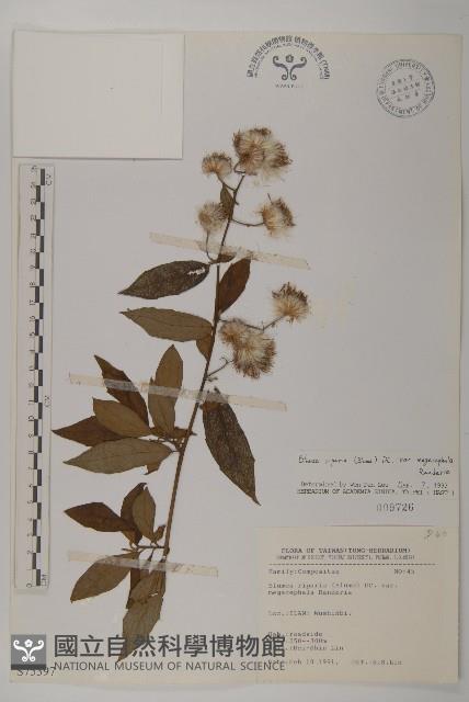 大頭艾納香藏品圖，第1張