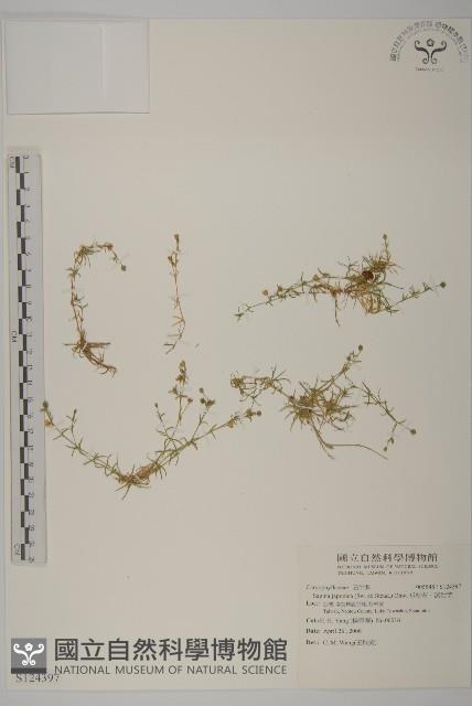 瓜槌草、漆姑草藏品圖，第1張