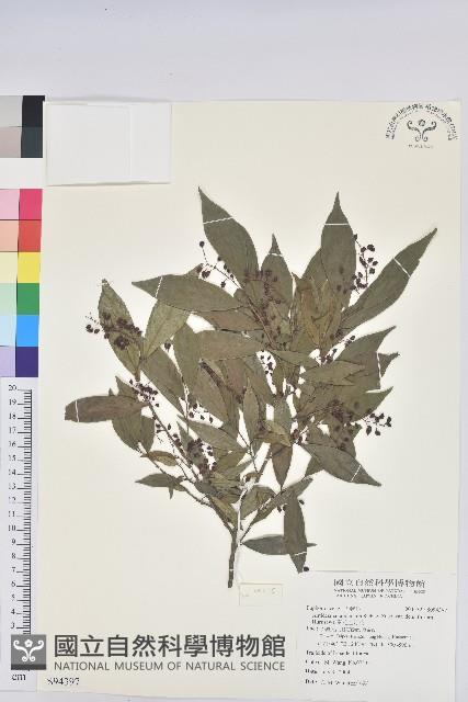 密花五月茶藏品圖，第1張