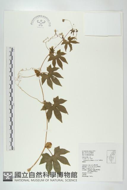 雙輪瓜藏品圖，第1張