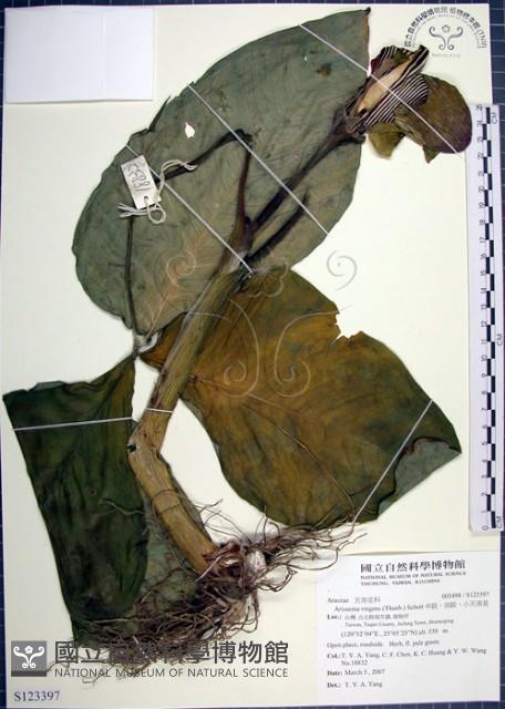 申跋、油跋、小天南星藏品圖，第1張