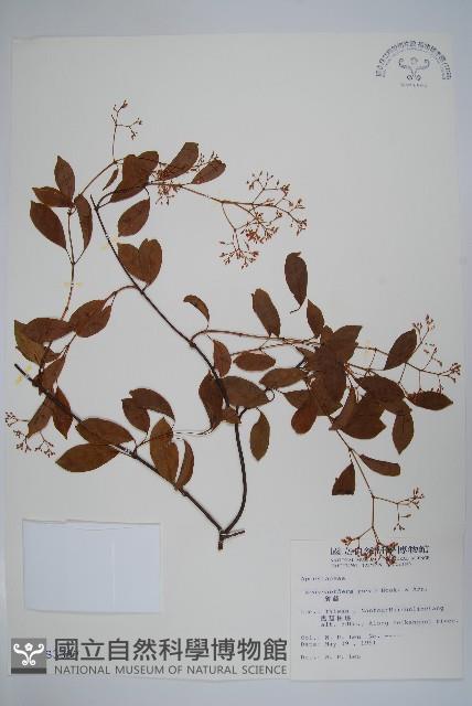 酸藤藏品圖，第1張