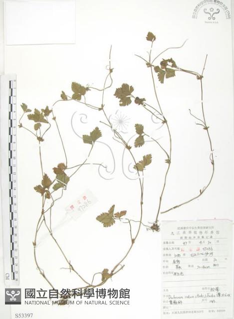 蛇莓、地莓、龍吐珠藏品圖，第1張