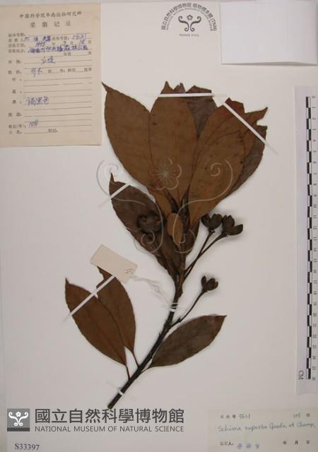 木荷藏品圖，第1張