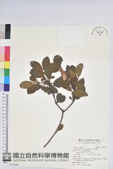 金毛杜鵑藏品圖，第1張