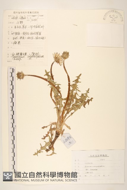 細梗蒲公英藏品圖，第1張