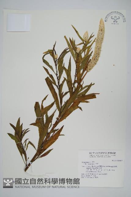 青葙藏品圖，第1張