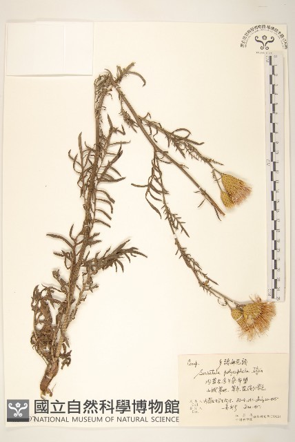 多頭麻花頭藏品圖，第1張