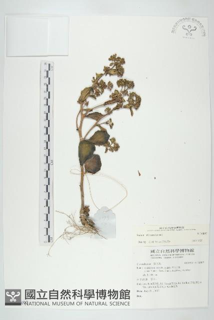 Accession Number:S136897 Collection Image, Figure 1, Total 2 Figures