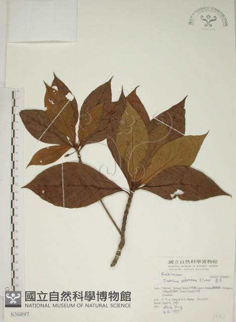 貝木藏品圖，第1張