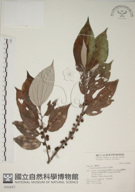 四脈麻藏品圖，第1張