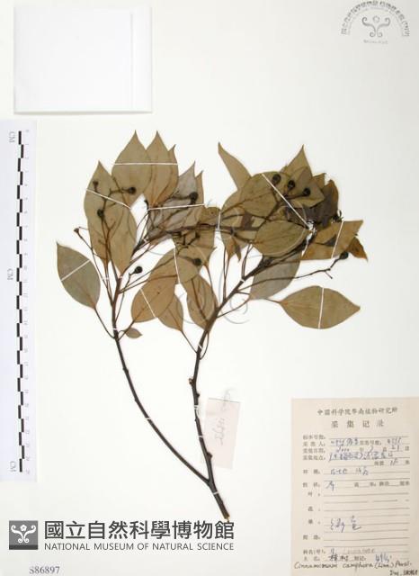 樟樹藏品圖，第1張