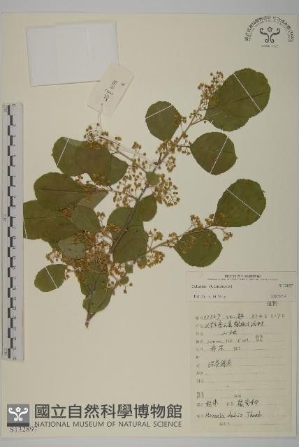 登錄號:S132897藏品圖，第1張