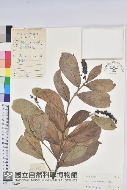 山地五月茶藏品圖，第1張