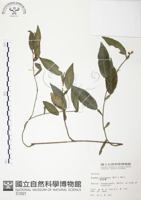 柚葉藤藏品圖，第1張