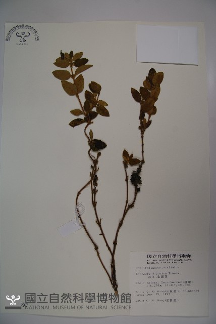 忍冬、金銀花藏品圖，第1張