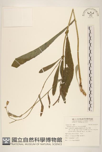 南苦苣菜藏品圖，第1張