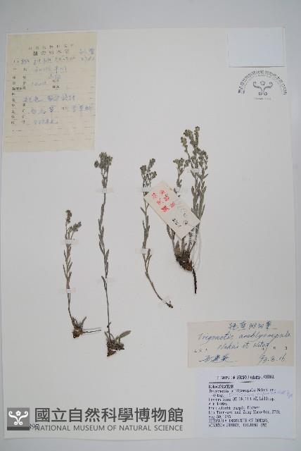 鈍萼附地菜藏品圖，第1張