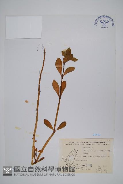 空心蓮子草藏品圖，第1張