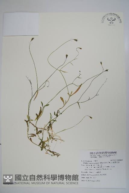 細葉蘭花參藏品圖，第1張