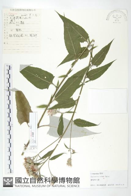 銀背風毛菊藏品圖，第1張