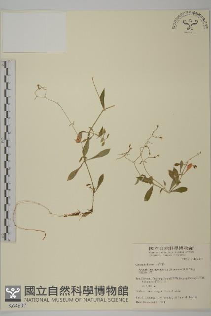 高山無心菜藏品圖，第1張