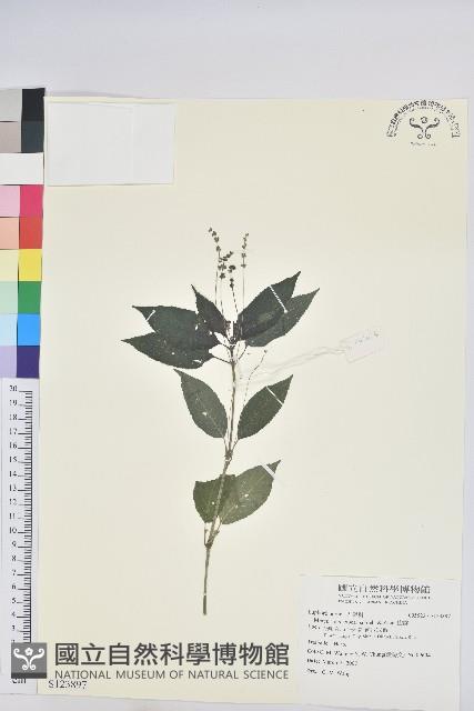 山靛藏品圖，第1張