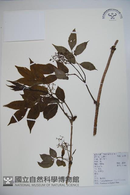 接骨木，木蒴藋藏品圖，第1張