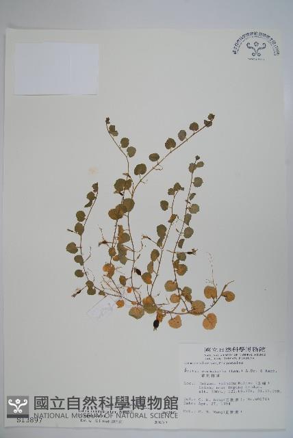 普刺特草藏品圖，第1張