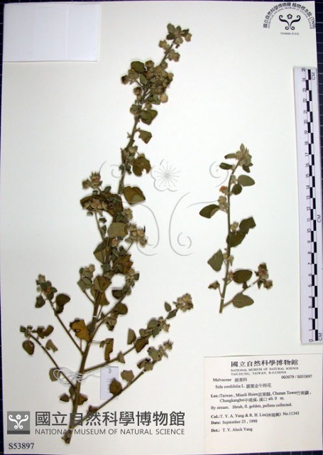圓葉金午時花藏品圖，第1張