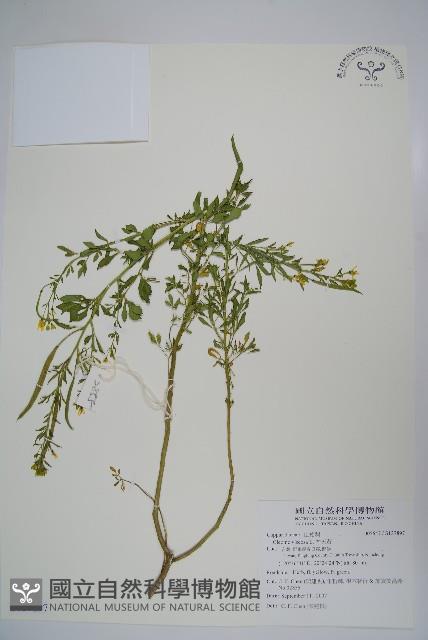 向天黃藏品圖，第1張