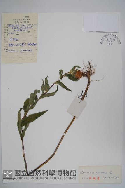 聚花風鈴草藏品圖，第1張