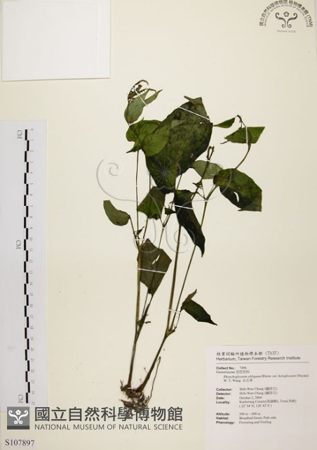 尖舌草、全唇尖舌苣苔藏品圖，第1張