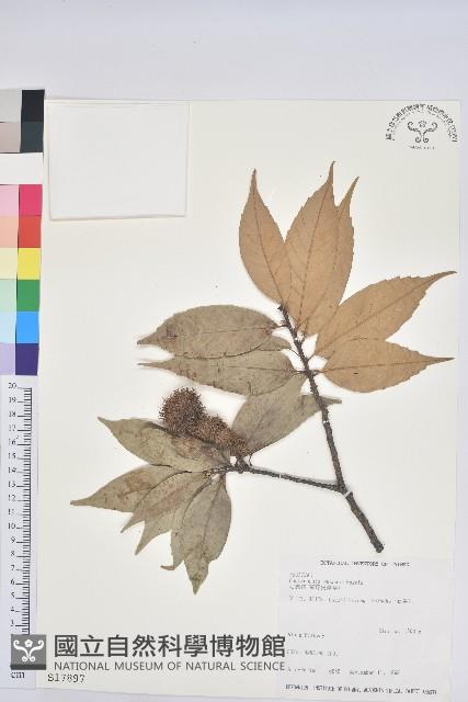 細刺苦櫧、草野錐果藏品圖，第1張