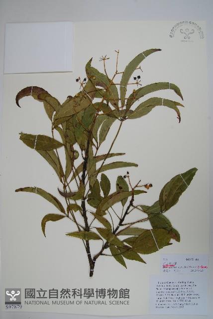 抱莖獐牙菜藏品圖，第1張