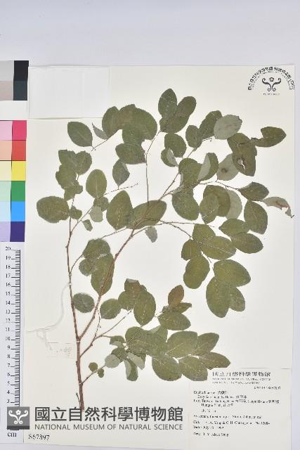 紅仔珠藏品圖，第1張